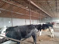 Bull, Cattle — photo 1