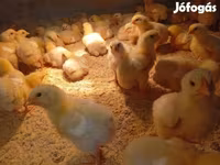 Chickens — foto 3