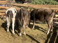 Toro, Russian Black pied cattle — foto 2