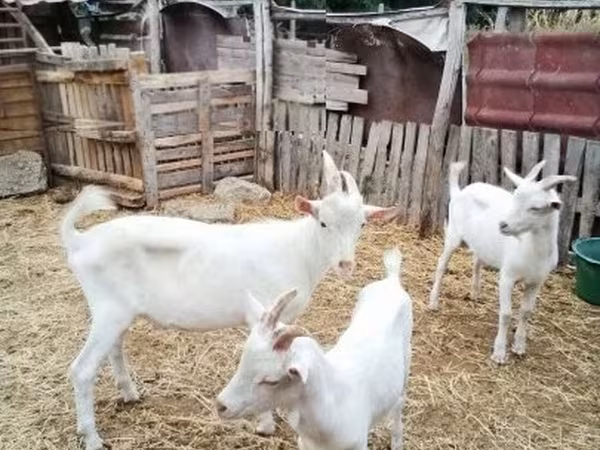 ছাগল, ছাগল