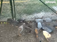 Guinea fowl — foto 1