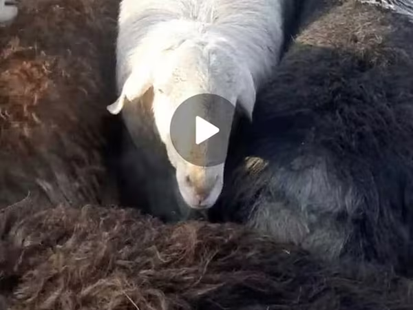 Berbec, Arashan sheep