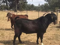 Capră, Boer goat — foto 4