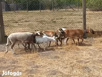 میش, Cameroon sheep — عکس 6
