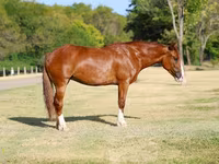 Faras dhaddig, Horses — sawirka 1
