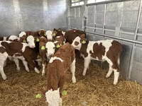 Бик, Simmental cattle — фото 2