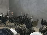 Turkeys — รูปภาพ 4