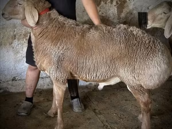 Widder, Arashan sheep
