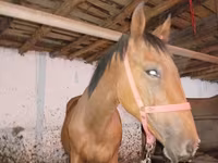 Aygır, Manipuri pony — foto 4
