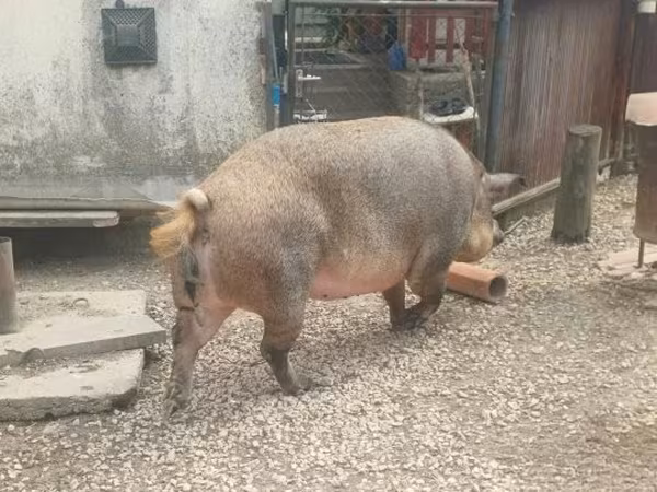 母猪, 