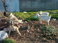 Capra, Capre — foto 1