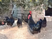 Australorp — sawirka 4