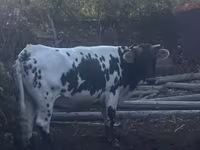 วัวตัวเมีย, Russian Black pied cattle — รูปภาพ 2