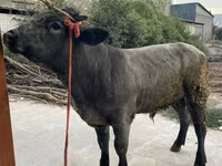 Ցուլ, Բելգիական կապույտ — լուսանկար 7