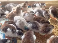 Chickens — fotografija 2