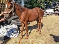 Hingst, Kisber felver — foto 1