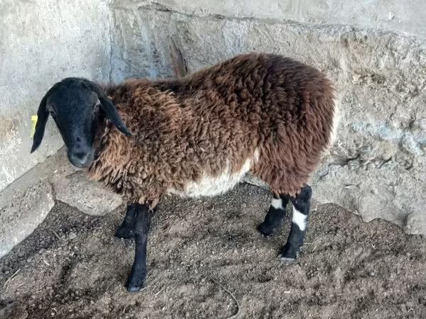 Schapen (partij, geslacht niet gespecificeerd), Schapen