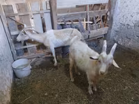 بز ماده, Saanen goat — عکس 3