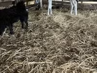 Boğa, Russian Black pied cattle — foto 3