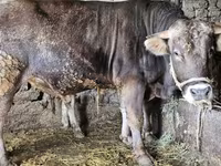 Býk, Swiss cattle — foto 4
