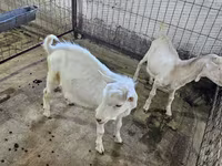 بز نر, بز — عکس 4