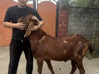 بز نر, Kamori goats — عکس 1