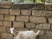 Koza, Saanen goat — fotografija 6