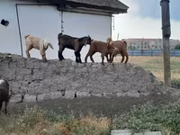 雄ヤギ, ヤギ — 写真 5