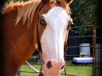 اسب نر, American paint horse — عکس 2