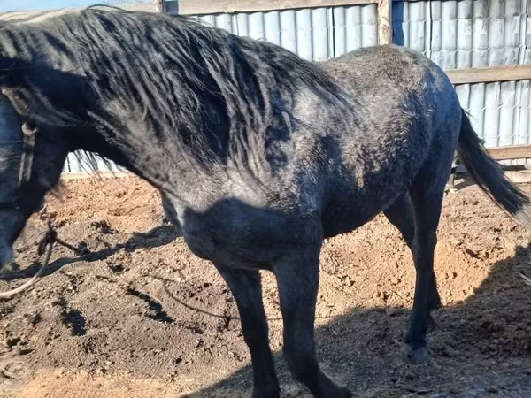 Адуу, Orlov Trotter