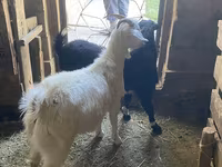Kambing jantan, Goats — foto 3