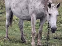 ሴት ፈረስ, Horses — ፎቶ 2