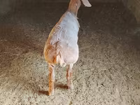 Kambing jantan, Arashan sheep — foto 2