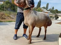 母羊, Arashan sheep — 照片 3