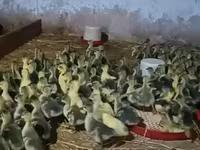 Geese — عکس 3