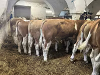 公牛, Simmental cattle — 照片 3