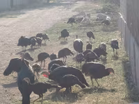 Norfolk Negro — foto 6
