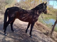 اسب نر, Karabair horse — عکس 4