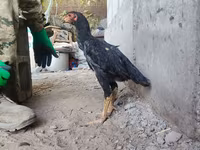 Shamo chickens — foto 2
