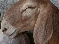Får, Arashan sheep — foto 1