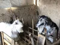 بز ماده, بز — عکس 1