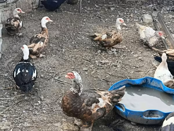 Ducks