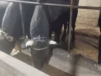 گاو نر, Swiss cattle — عکس 5