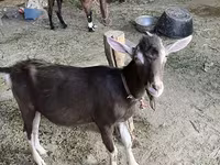 بکرا, بکریاں — تصویر 1