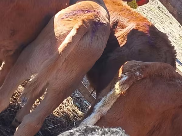أبقار (دفعة، الجنس غير محدد), Simmental cattle