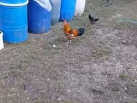 Chickens — รูปภาพ 3