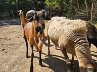 ভেড়ার পাঁঠা, Cameroon sheep — ছবি 2