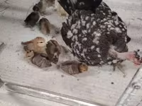 Guinea fowl — foto 6