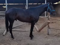 Hengst, Thoroughbred horse — Foto 1