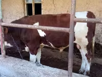 گاو نر, Simmental cattle — عکس 3